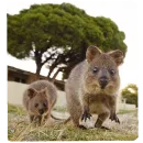 Стикер Quokka
