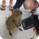 Стикер Quokka