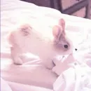 ᭝݊sOft rabbit ⵓ ⿴༘͜᭼̣ꪆ