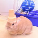 Стикер ᭝݊sOft rabbit ⵓ ⿴༘͜᭼̣ꪆ