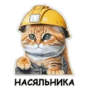 Рабочие коты