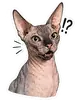 Стикер Рафа