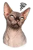 Стикер Рафа