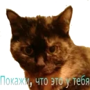 Кошка разговора