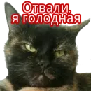 Стикер Кошка разговора