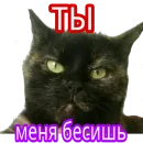 Стикер Кошка разговора