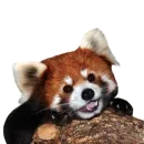 Стикер Red Panda