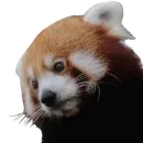 Стикер Red Panda