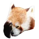 Стикер Red Panda