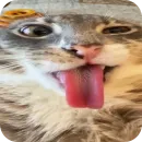 Стикер Cats