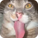 Стикер Cats
