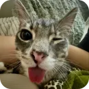Стикер Cats