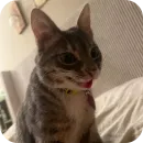 Стикер Cats
