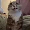 Стикер Ригби Кот