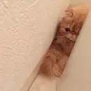 Стикер Cats