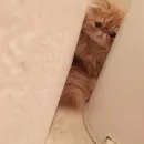 Стикер Cats