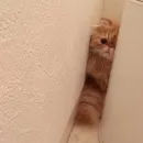 Стикер Cats