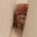 Стикер Cats