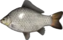 Russian Fishing 4