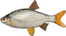 Стикер Russian Fishing 4