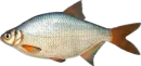 Стикер Russian Fishing 4