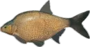 Стикер Russian Fishing 4