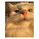 Ржачные животные