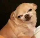 Dogs