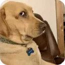 Стикер Dogs
