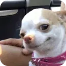Стикер Dogs