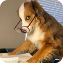Стикер Dogs