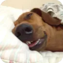 Стикер Dogs