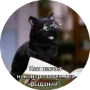 Кот Салем