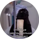 Стикер Кот Салем