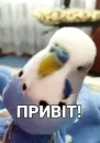 Кеша