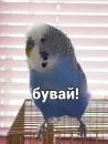 Стикер Кеша