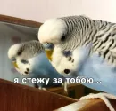 Стикер Кеша