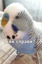 Стикер Кеша