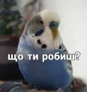 Стикер Кеша