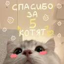 My kittens
