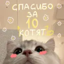 Стикер My kittens