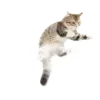 Стикер СамоКот