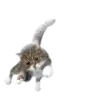 Стикер СамоКот
