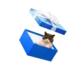 Стикер СамоКот