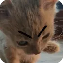 Стикер Cats