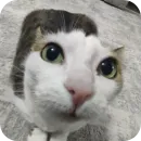 Стикер Cats