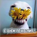 Стикер С днём рождения