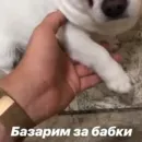 Стикер Себек