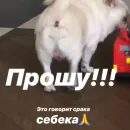 Стикер Себек