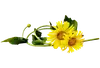 Стикер Separator Flower Thick